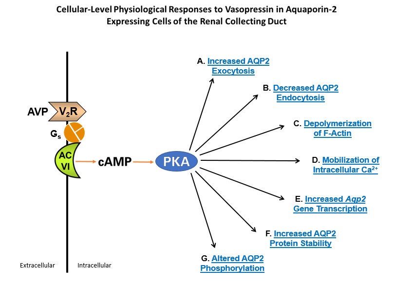 Responses to Vasopressin