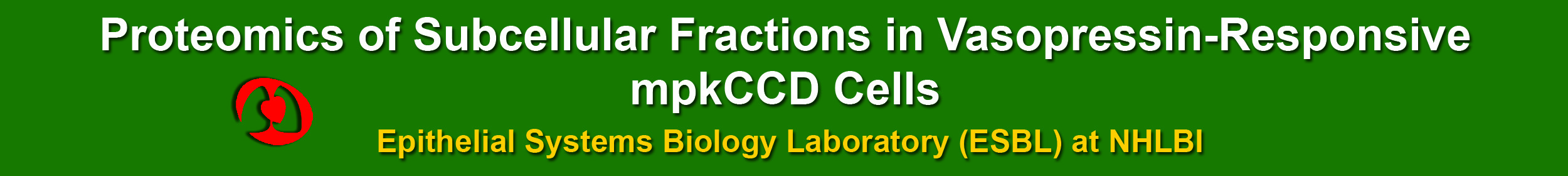 Database of Proteins in Kidney