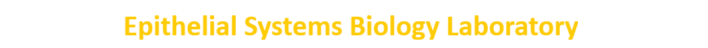 Epithelial Systems Biology Laboratory (ESBL)