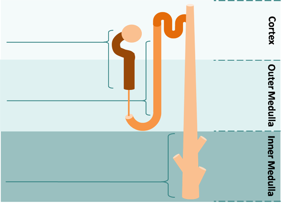nephron image