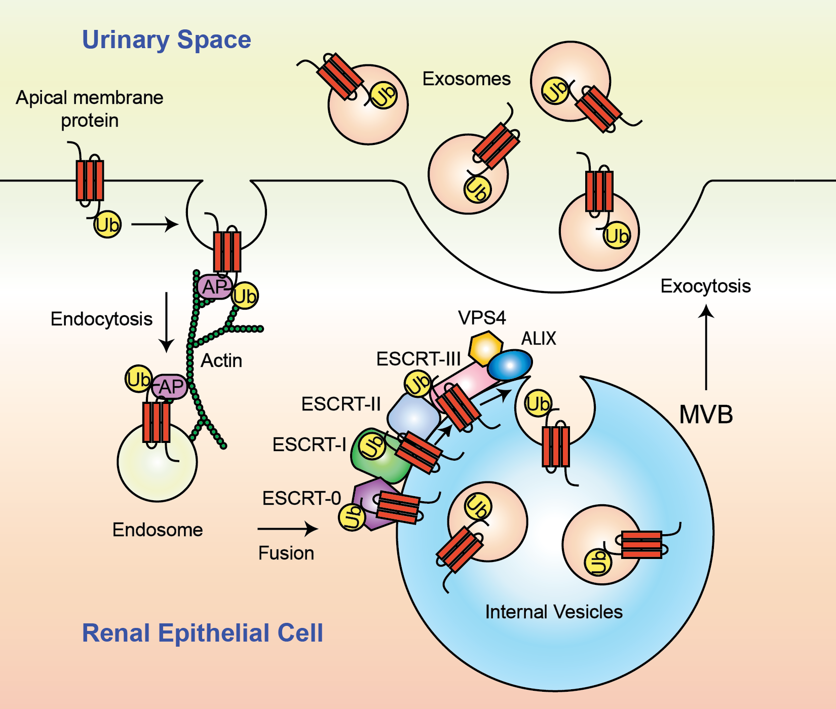 exosome formation process