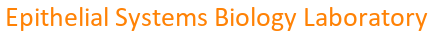 Epithelial Systems Biology Laboratory (ESBL)